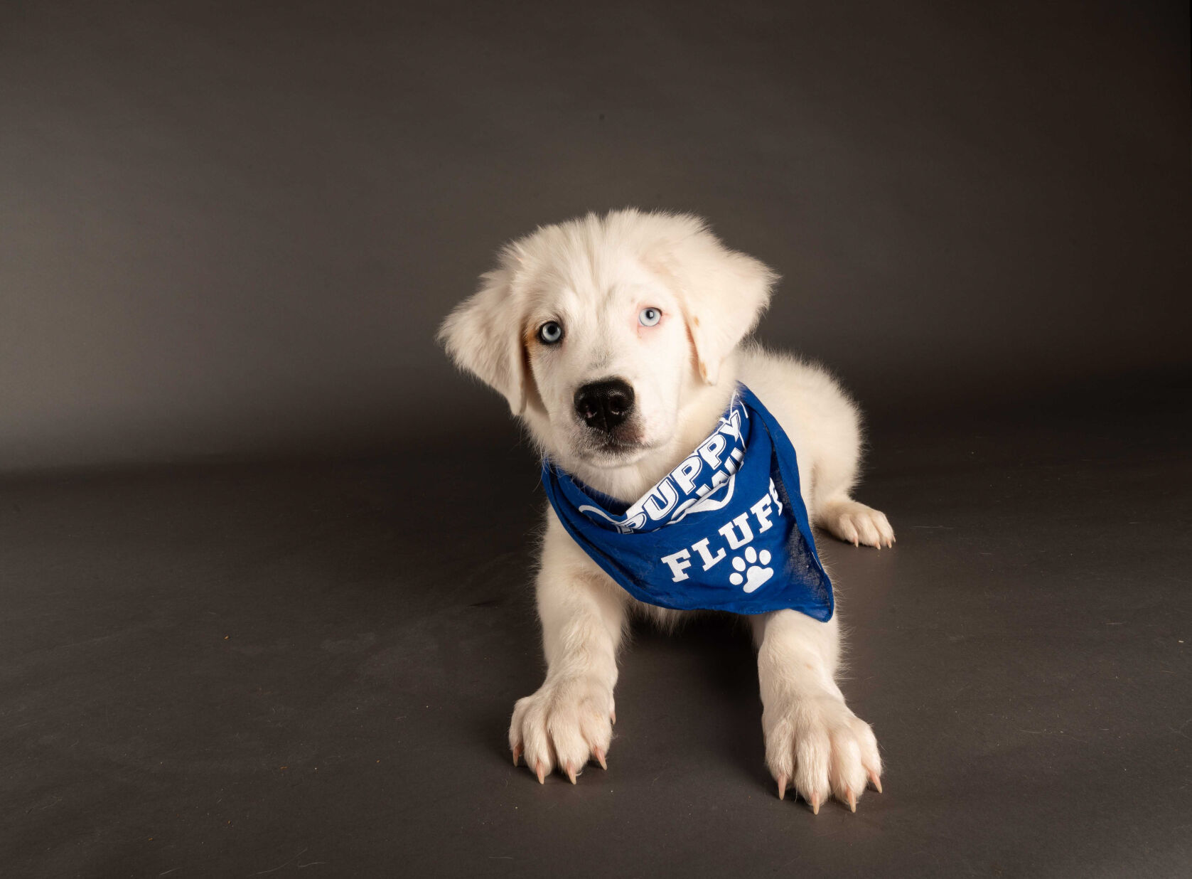 PUPPY BOWL XVII